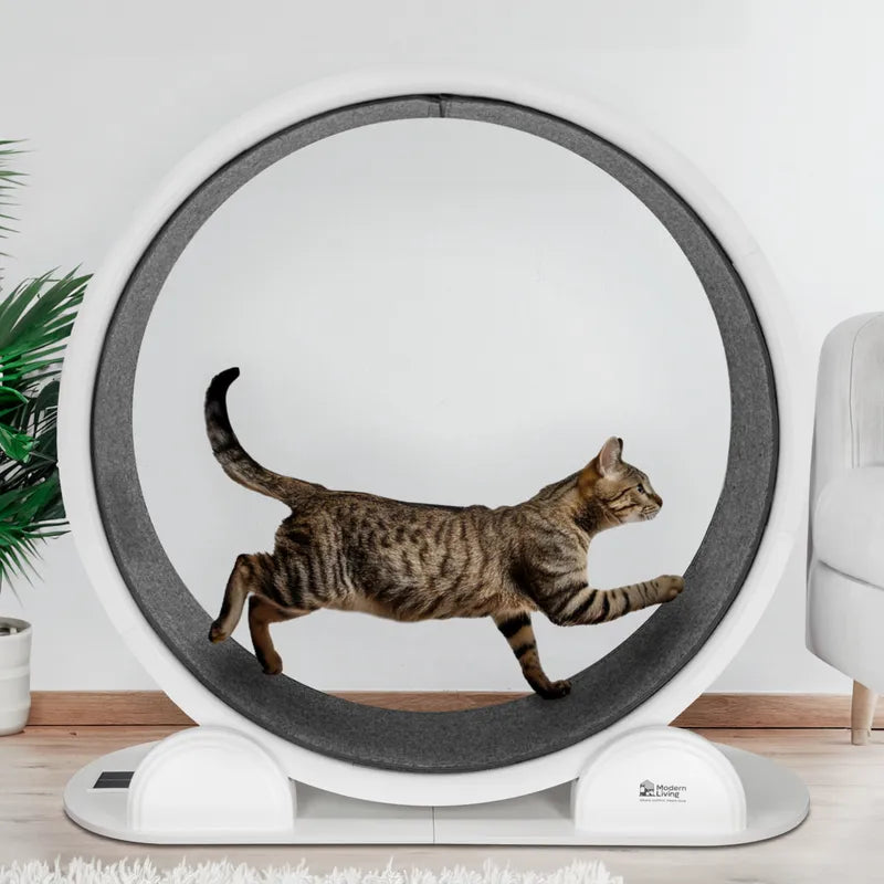 Roue d’exercice Modern Living Singapore pour chat